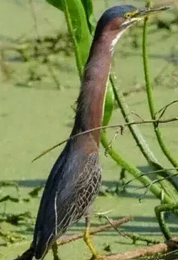 可愛而美麗的鳥類
