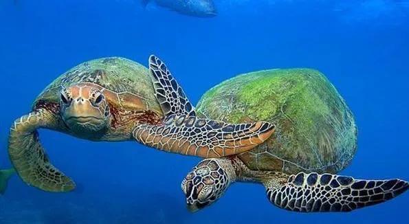 養龜小知識（所有圖片均來源於網路和）