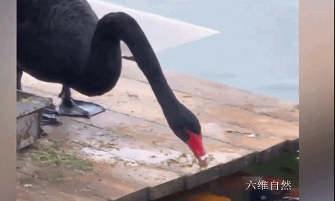 山東一隻黑天鵝銜著飼料,不斷地投餵湖裡的錦鯉,網友:飛鳥與魚 山東一隻黑天鵝銜著飼料,不斷地投餵湖裡的錦鯉,網友:飛鳥與魚