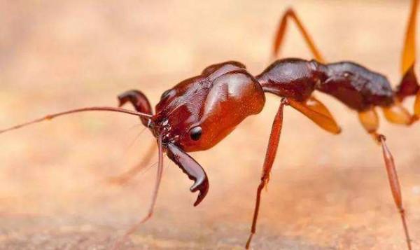 電影和故事中“吃人”的行軍蟻，它們到底是怎麼樣的？