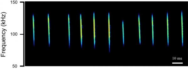神奇動物在哪裡？