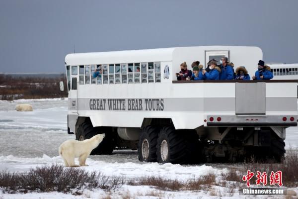 加拿大哈德遜灣北極熊遭遇暖冬 加拿大哈德遜灣北極熊遭遇暖冬