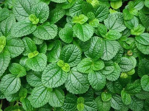 讓人一覺睡到天亮的五種植物