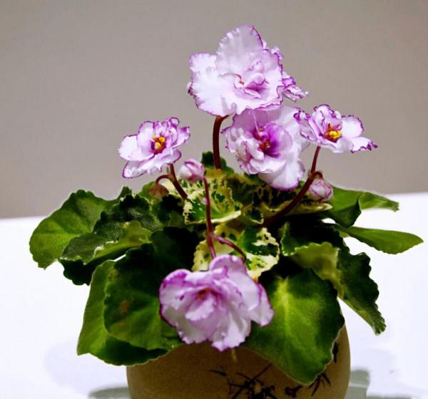 非洲紫羅蘭～永恆的愛