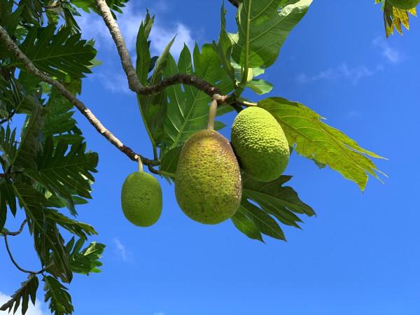 9名英國兵叛逃孤島，聯合土著女人消滅土著男人，孕育出罪惡習俗