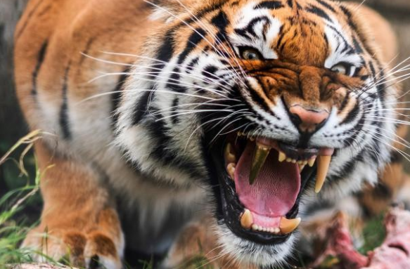 奇葩！給老虎鑲金牙 它以後會不會認為自己是暴發戶