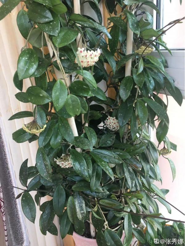 注意!花盆要是太深,養花要注意,很容易爛根 注意!花盆要是太深,養花要注意,很容易爛根