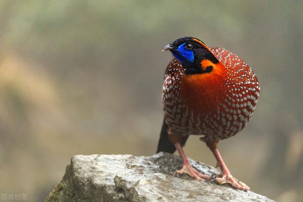 同住地球村，我們是一家人，中國野生保護動物（1）