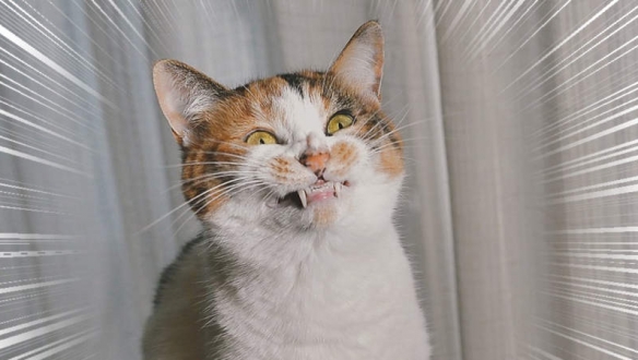 網友分享喵星人微笑練習 得意 治癒 還是無法言喻？