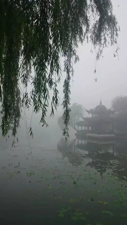 晨霧中的荷花池公園