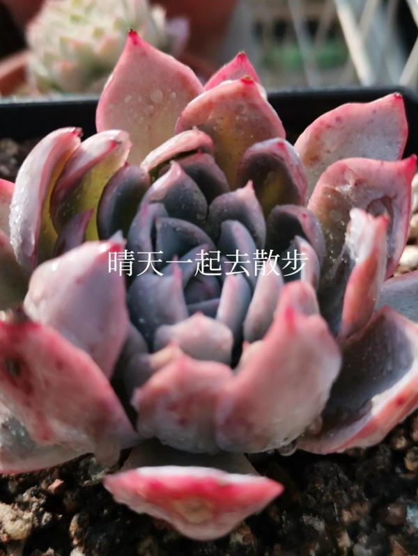 我言秋日勝春朝