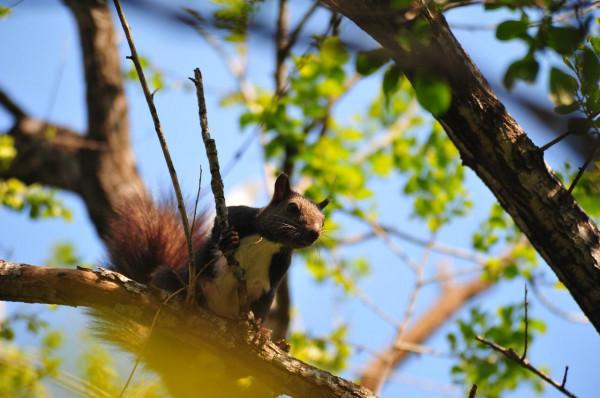 可可愛愛，萌松鼠正在等待拍攝