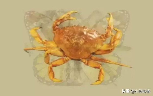 你第一眼看到的是什麼動物？測出你的真實性格