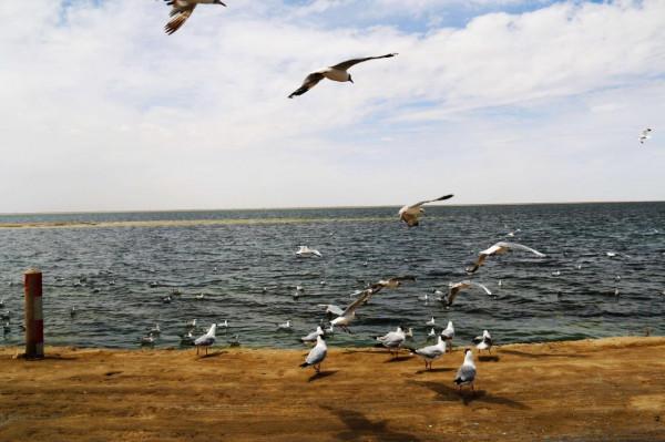 西臺吉乃爾雙色鴨湖（鳥類天堂）