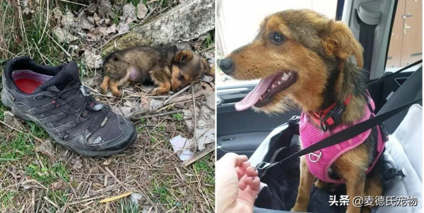 小狗狗撿到一隻舊鞋子，開心的把它當成“家”住...