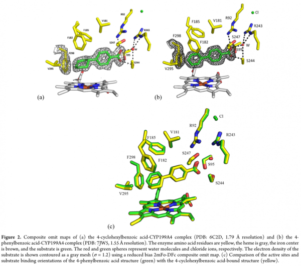 ACS Catalysis&boxv;細胞色素P450對脂肪族與芳香族羥基化在選擇性氧化中的不同幾何要求