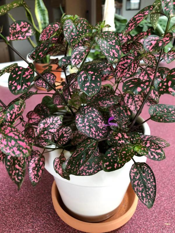 朝東窗臺上少不了的18種盆栽植物,開花植物和觀葉植物任你選 朝東窗臺上少不了的18種盆栽植物,開花植物和觀葉植物任你選