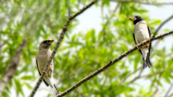 「山西鳥類圖鑑」| ​黑尾蠟嘴雀