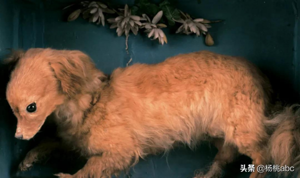 讓狗狗來幫忙烤肉?早期英國廚房裡就有這樣一種真·工具狗 讓狗狗來幫忙烤肉?早期英國廚房裡就有這樣一種真·工具狗