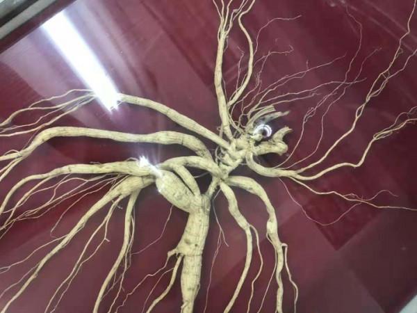 林下參雖好，但當下市場有幾個真貨？