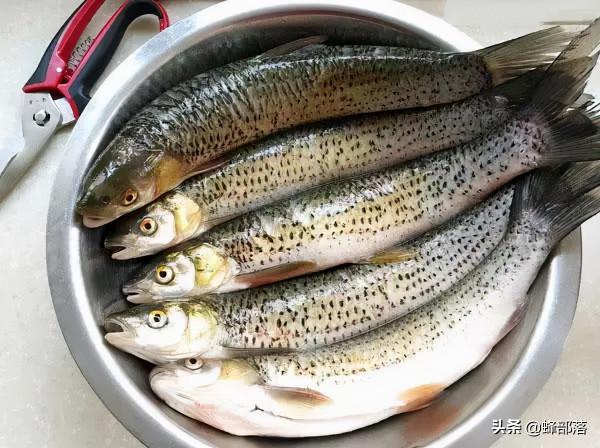價值48元1斤的鱤魚，養殖戶都不敢養的魚，為何成為釣手的最愛？
