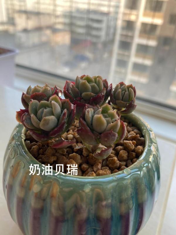 時隔一年，有幾顆小肉肉變成一片肉林，對你的愛，怎麼就愛不完呢