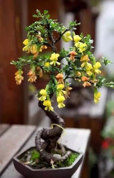 金雀花一一你吃過嗎？