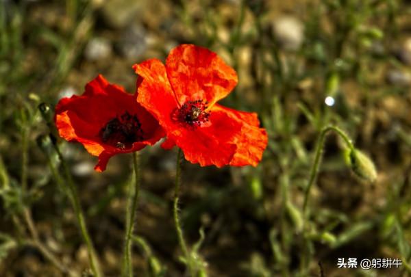 美國這些年對多少國家發動過顏色革命？