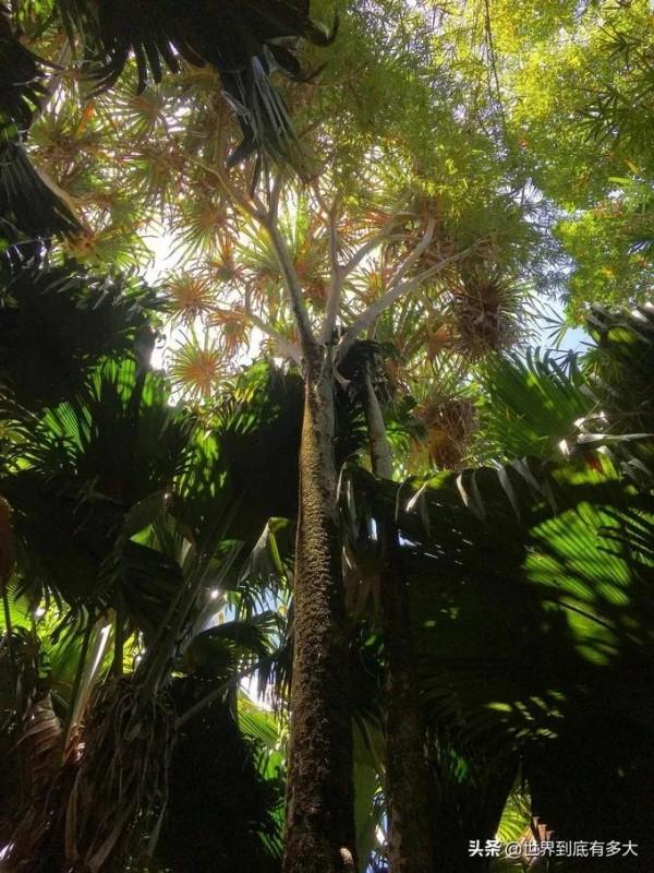 “塞席爾”現狀，比我國還富的非洲國家，帶你看看真實的塞席爾