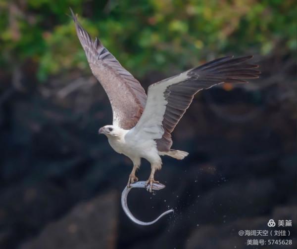 鳥類空中的戰鬥機&mdash;&mdash;白腹海雕