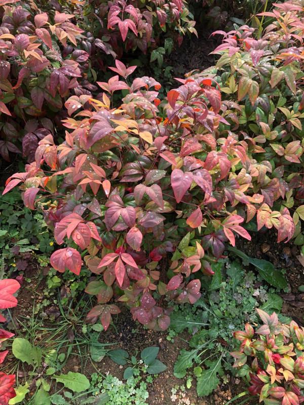 火焰南天竹跟普通南天竹的區別,火焰南天竹實時價格更新 火焰南天竹跟普通南天竹的區別,火焰南天竹實時價格更新