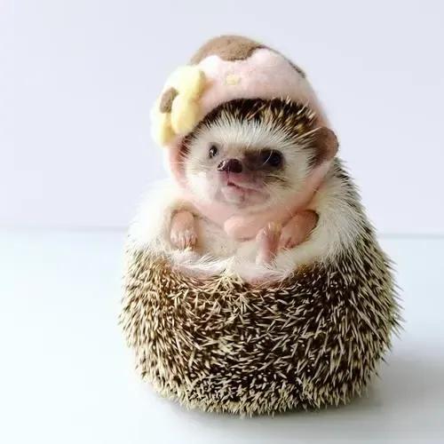 五種適合家養的小動物,好打理好擼,最後一種還能提供全家的伙食 五種適合家養的小動物,好打理好擼,最後一種還能提供全家的伙食