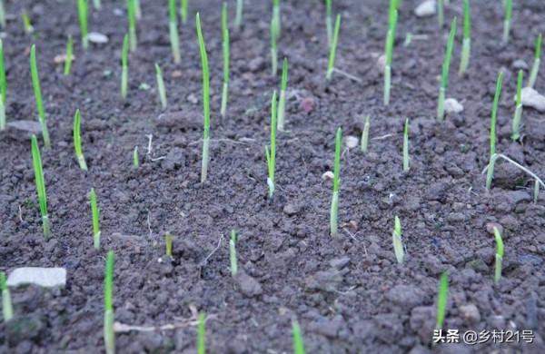 秋分至秋風起，這三種蔬菜可以陸續種植了，附上快長小技巧