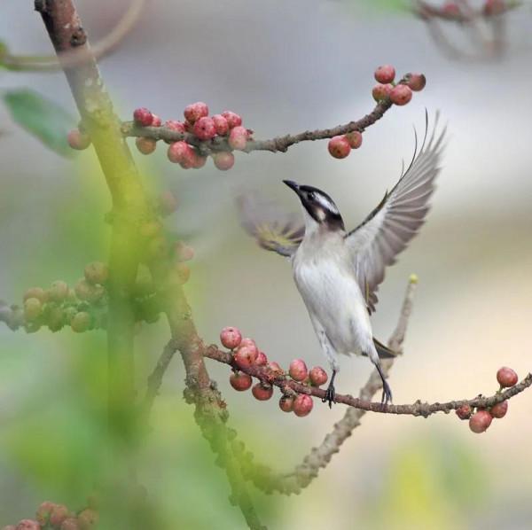 分享圖片：精美絕倫的鳥兒。顏色鮮豔，姿態優美，太招人喜歡了