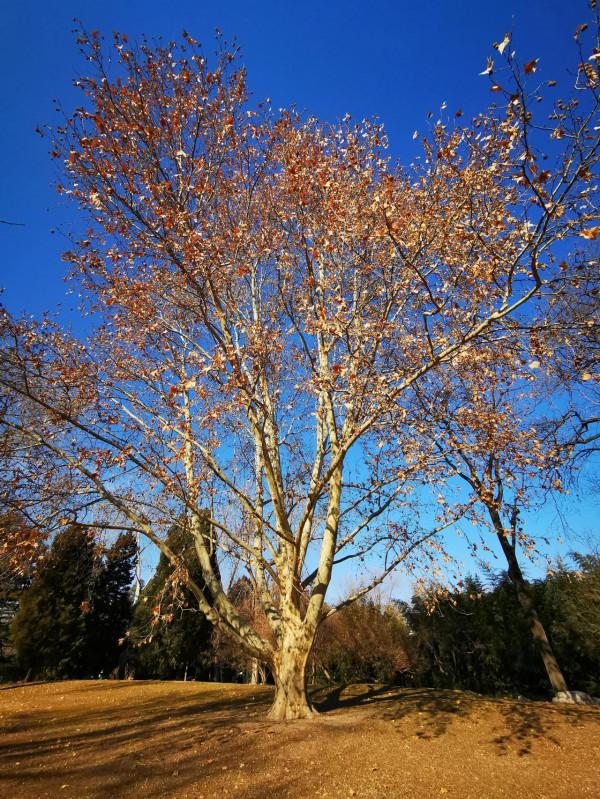 大紅燈籠高高掛