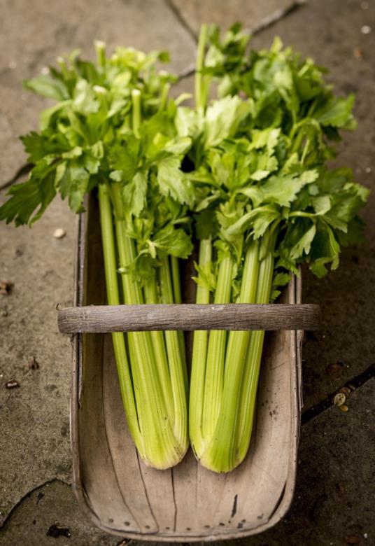 芹菜葉可以吃嗎?或許還有很多人不瞭解,來看看醫生怎麼說 芹菜葉可以吃嗎?或許還有很多人不瞭解,來看看醫生怎麼說