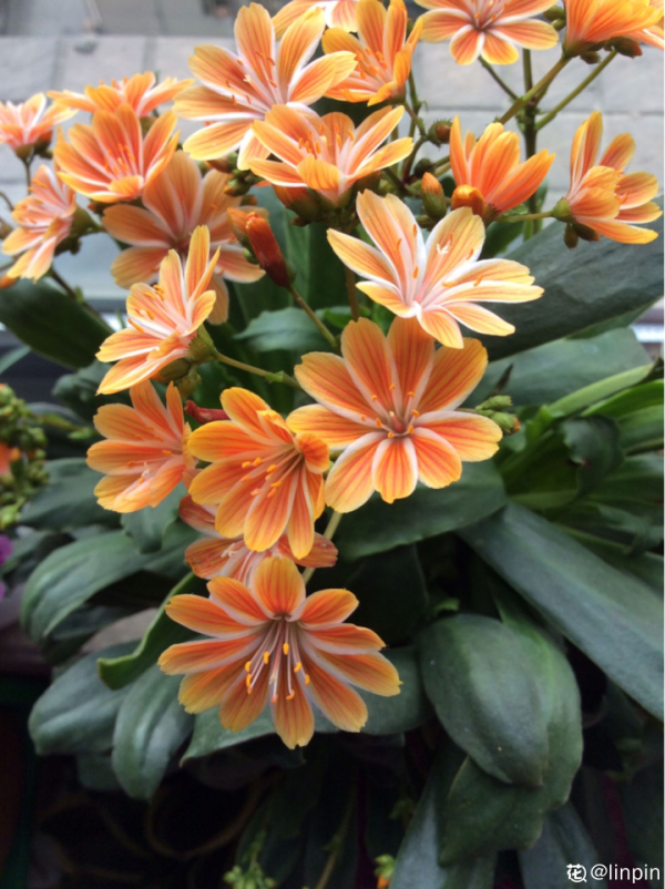 顏值超高的小清新植物，一年到頭都在開花，而且越開花越多