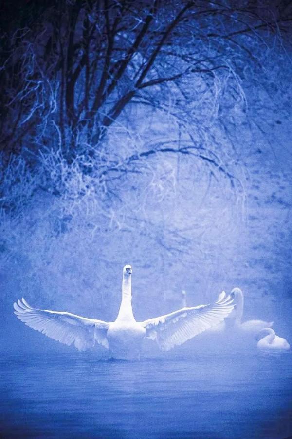 分享——天鵝之美