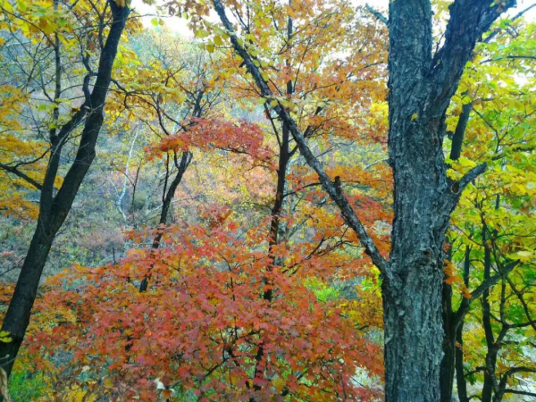 ​十月的喇叭溝彩葉漫山溪水潺潺美翻啦! ​十月的喇叭溝彩葉漫山溪水潺潺美翻啦!