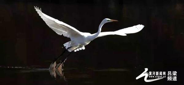 又到候鳥遷徙時 又到候鳥遷徙時