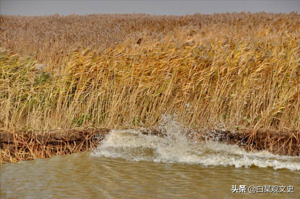 蘆葦坑裡躺著40來具我軍戰士的屍體,其中20餘具,胳膊上捆著繩子 蘆葦坑裡躺著40來具我軍戰士的屍體,其中20餘具,胳膊上捆著繩子