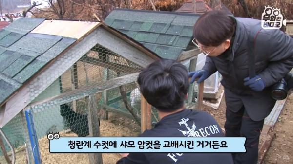 奇葩韓國高中生沉迷養雞，還帶雞上課，200只稀有雞震驚鳥類專家