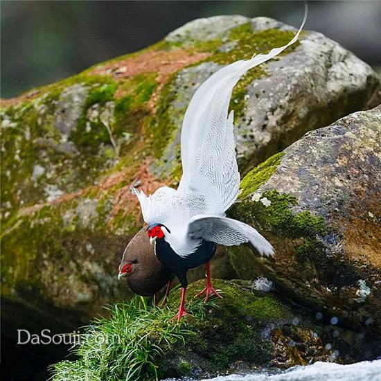 我們的星球上,動物的尾巴是最值得欣賞的,那就是鳥的美麗尾巴 我們的星球上,動物的尾巴是最值得欣賞的,那就是鳥的美麗尾巴