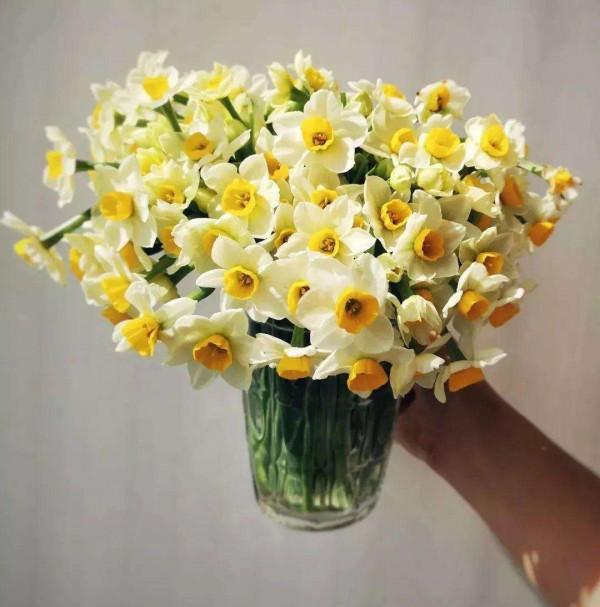 5種&OpenCurlyDoubleQuote;鮮切花&rdquo;，不用土壤，插入水裡就能活，過年開滿花喜氣洋洋