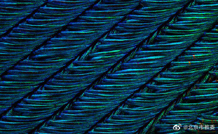 從珍貴的孔雀羽毛看“結構色” 從珍貴的孔雀羽毛看“結構色”