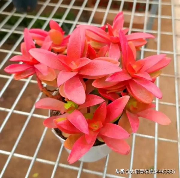 漂亮又好養的7個普貨多肉，新手也能輕鬆養出狀態