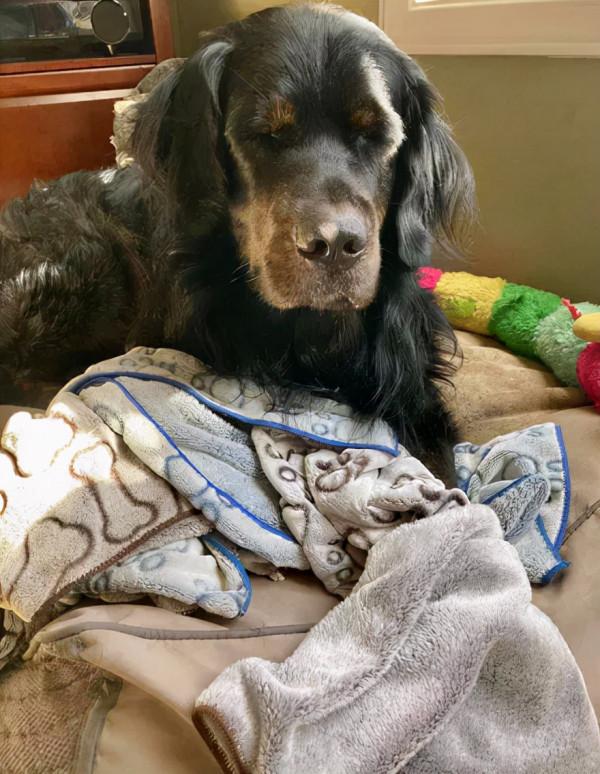 100斤大狗膽子卻很小，平時都不敢出門，但這個東西卻能給它勇氣