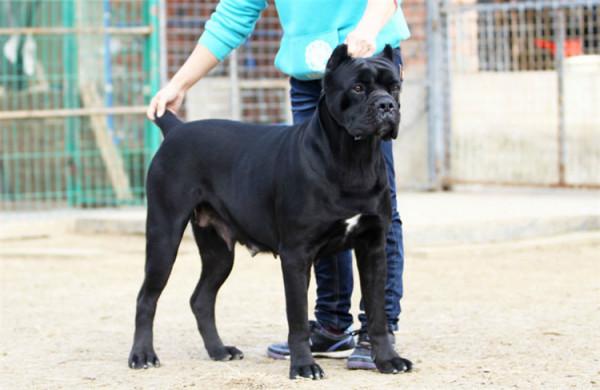 愛狗的朋友請正視：你的寵物狗，在他人眼中就只是個動物