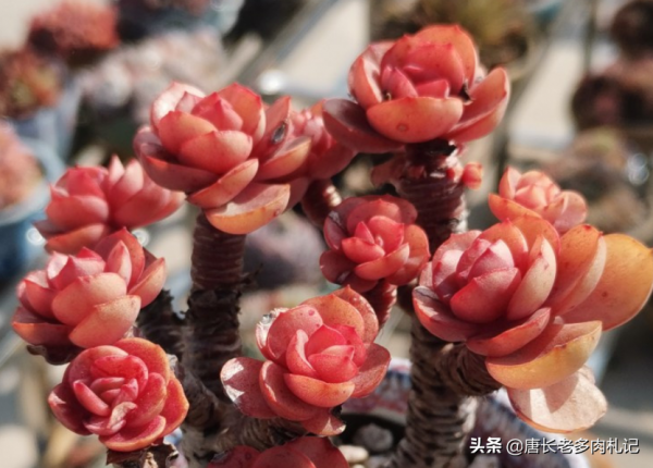 多肉配土是按體積還是重量來算佔比?這是讓“萌新”很糾結的問題 多肉配土是按體積還是重量來算佔比?這是讓“萌新”很糾結的問題