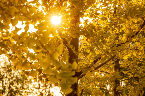高新的秋天,每一張都是桌布! 高新的秋天,每一張都是桌布!
